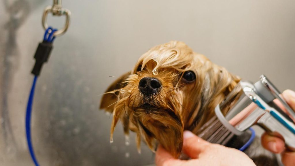 Professionele hondentrimmer in Veenendaal verzorgt hond met expertise en zorg voor gezondheid